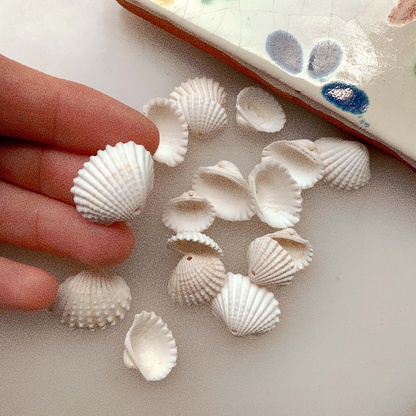 Shell - bead