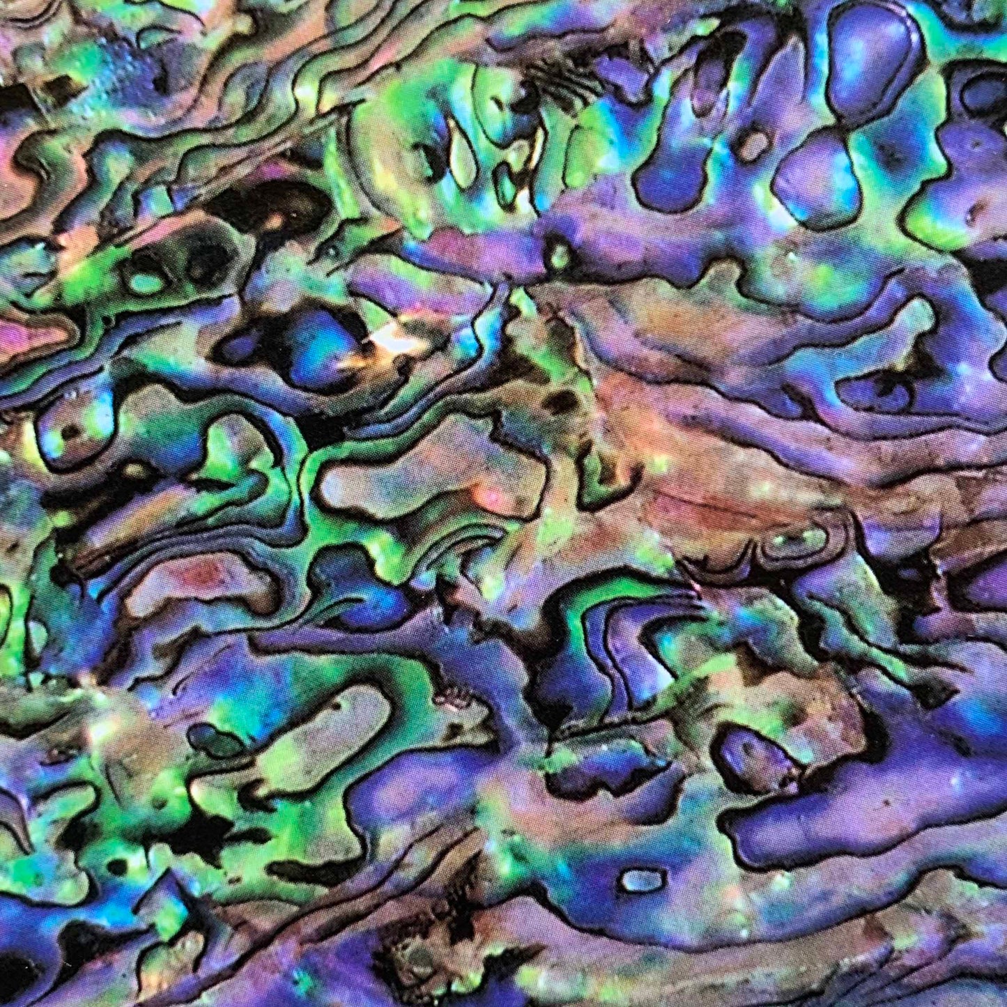 Abalone Shell adhesive paper