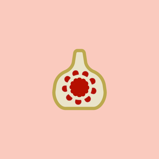 Folk fig fruit